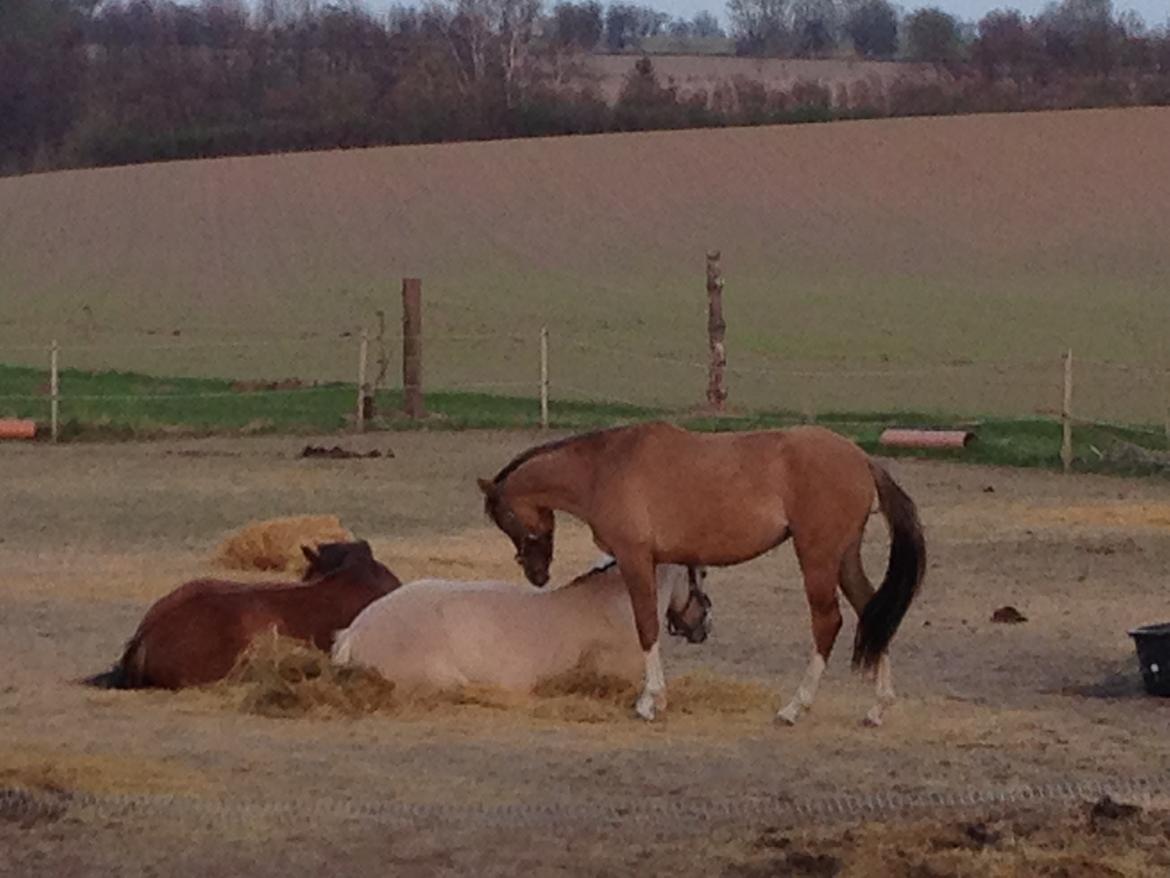 Pinto Dancing Rose billede 14