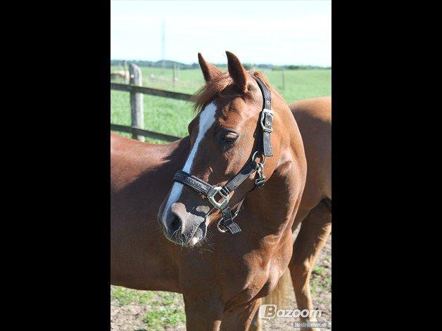 Welsh Pony (sec B) *Saffira Stal Bruggeweerd* A-Pony* Solgt :-'( - Min smukke Laffe billede 12