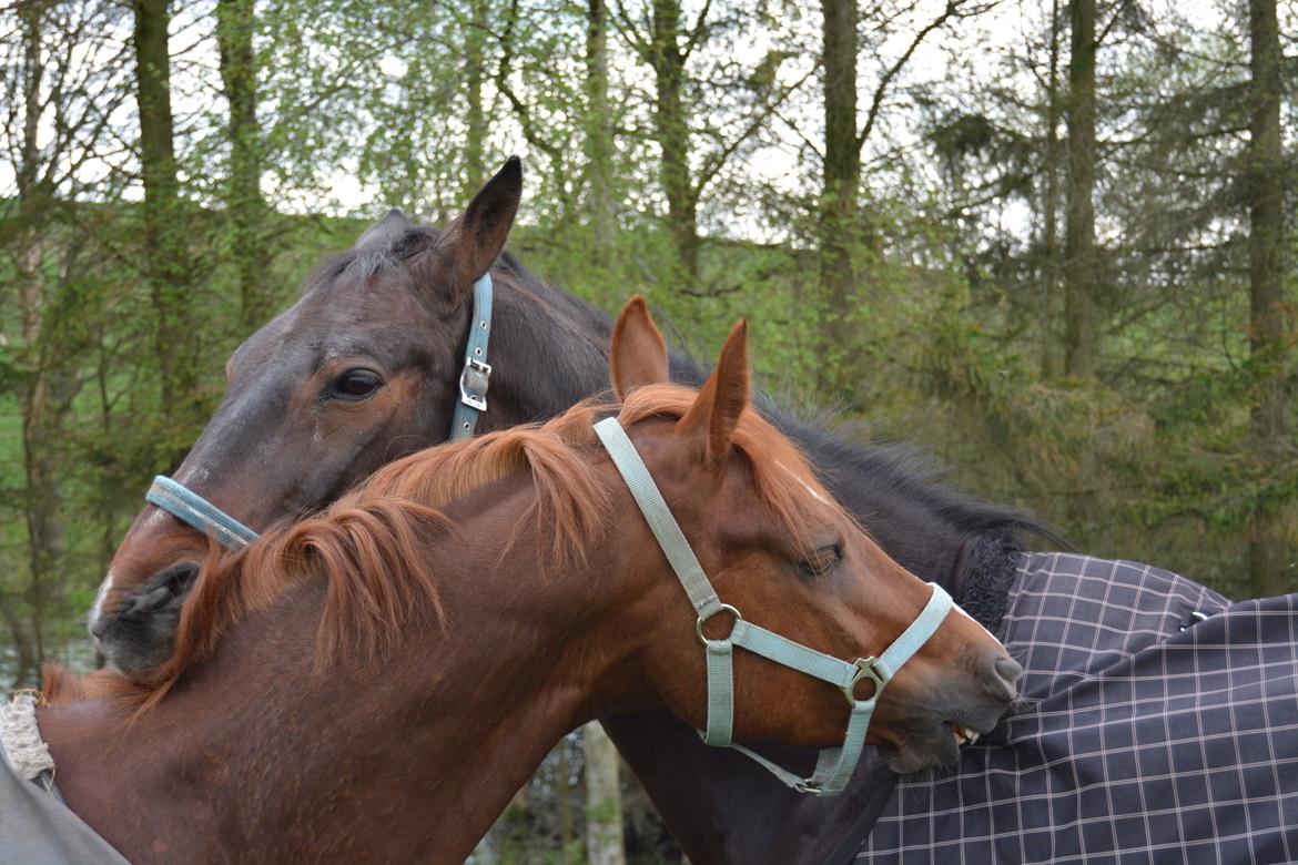 DSP Filur af grønagergård ( Låne pony) - Filurs bedste ven. :-) billede 10