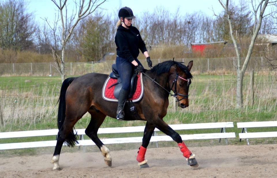 Dansk Varmblod Mister Hot Chocolate Fudge (Lillebror) - Dressurtræningen maj 2013
- Foto: Karoline Kristoffersen billede 20