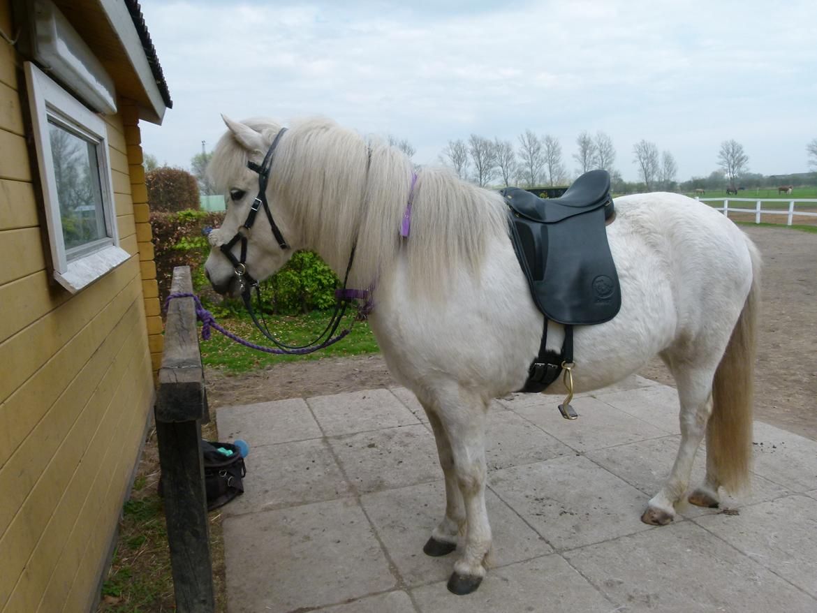 Islænder Áning Fra Fjalli. - Klar til første undervisning time. :-D billede 7