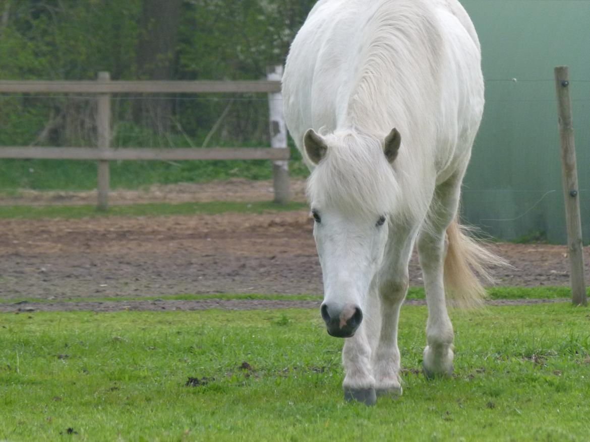 Islænder Áning Fra Fjalli. billede 1