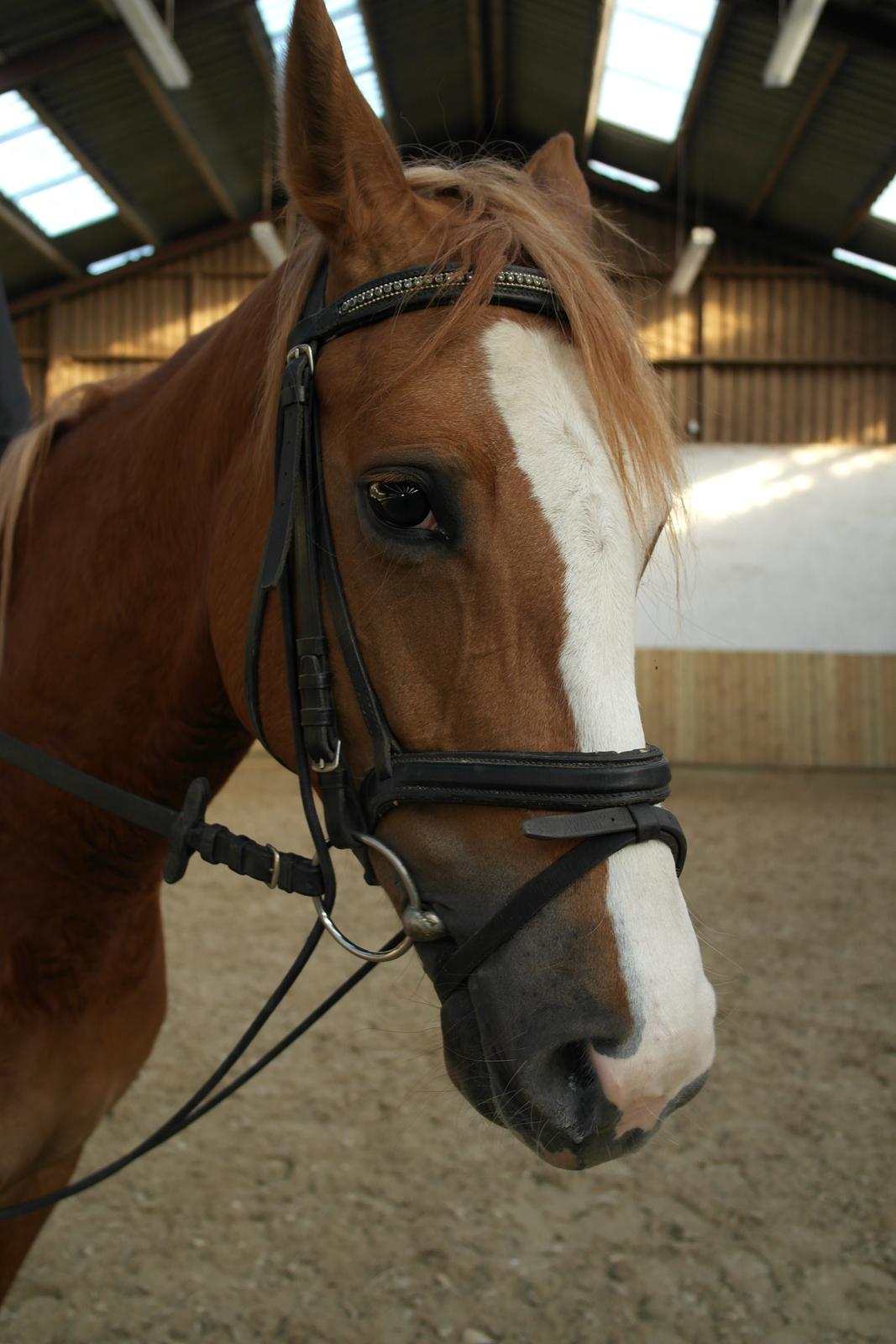 Anden særlig race Capella - Smukke Capella billede 3