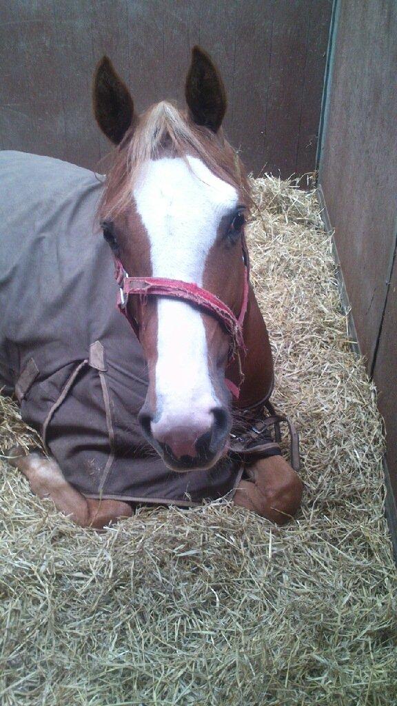 Anden særlig race Capella - Lille Pella for sig en lur billede 4