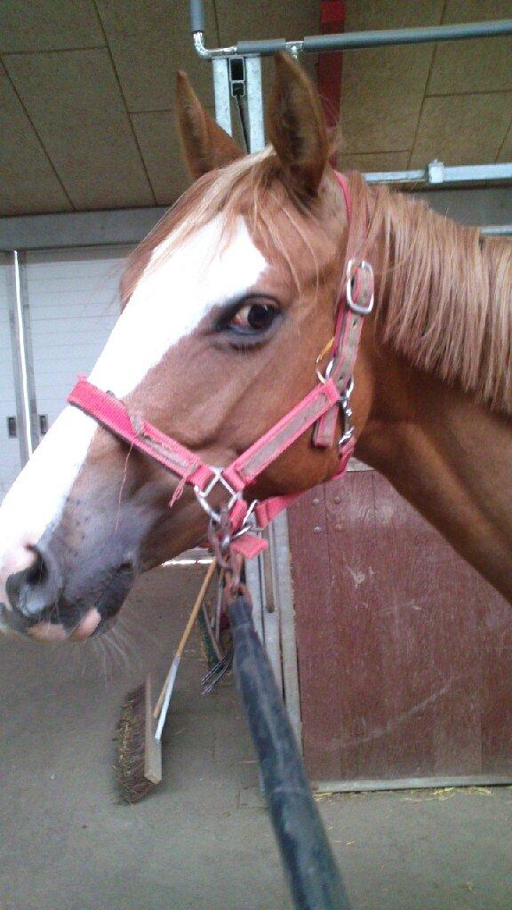 Anden særlig race Capella - Min dejlige Pella mus billede 5