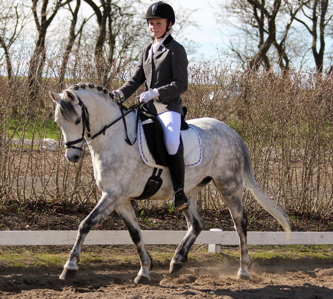 Welsh Pony (sec B) Lyngvejens Marcel  [A-pony] - Stævne i Ringsted Rideklub 27-04-13. 
LA1 til 68.62% og en 1. plads :D billede 3