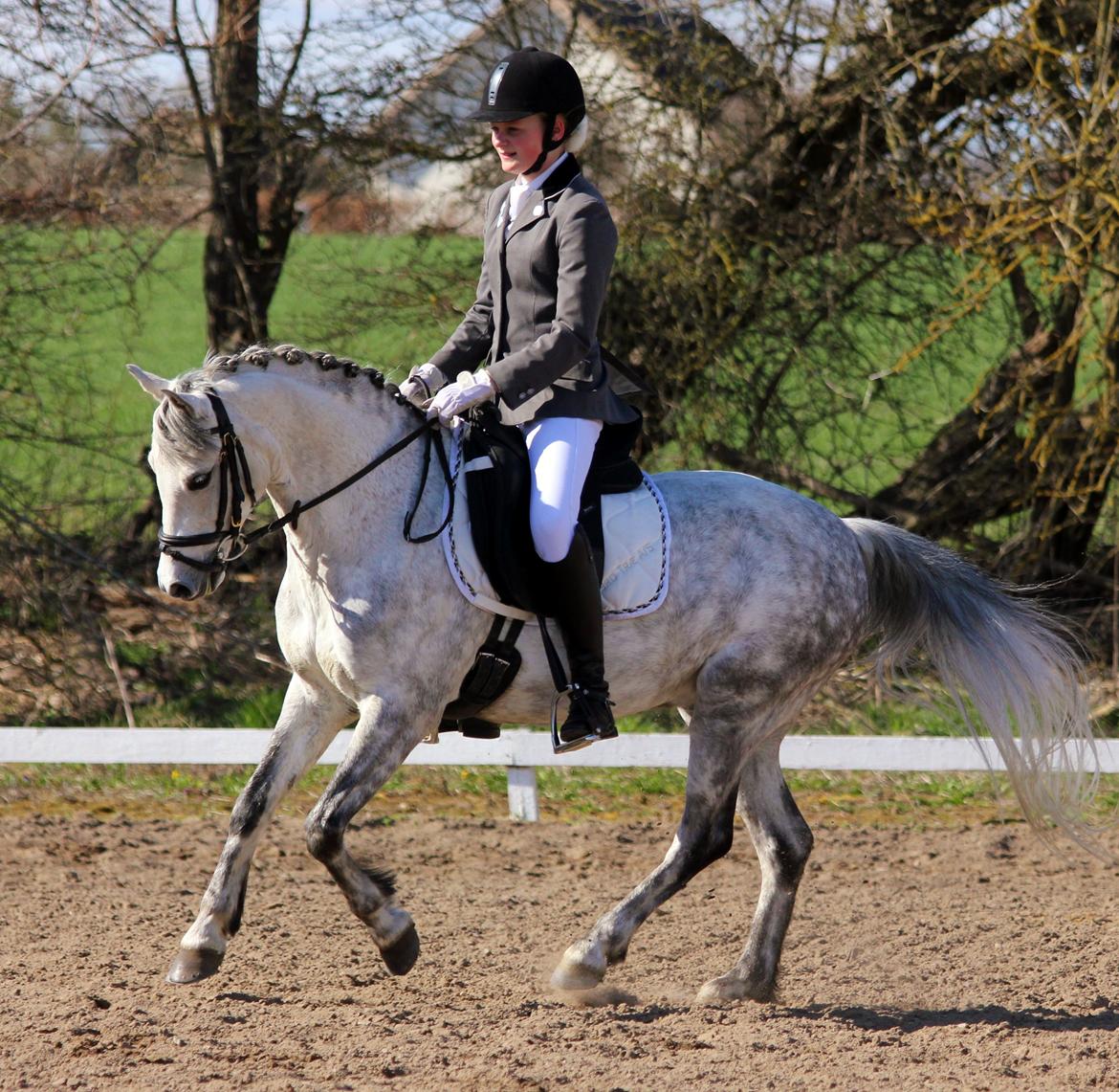 Welsh Pony (sec B) Lyngvejens Marcel  [A-pony] - Stævne i Ringsted Rideklub d.27/04-13. 
LA1 til 68.62% og en 1. plads :D billede 19