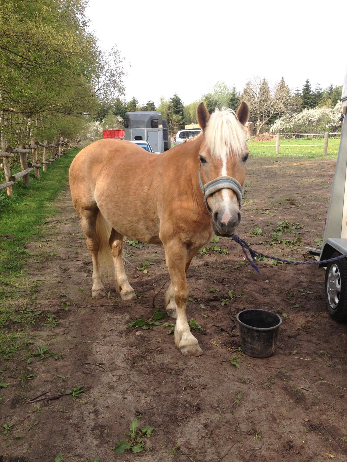 Haflinger Linea billede 12