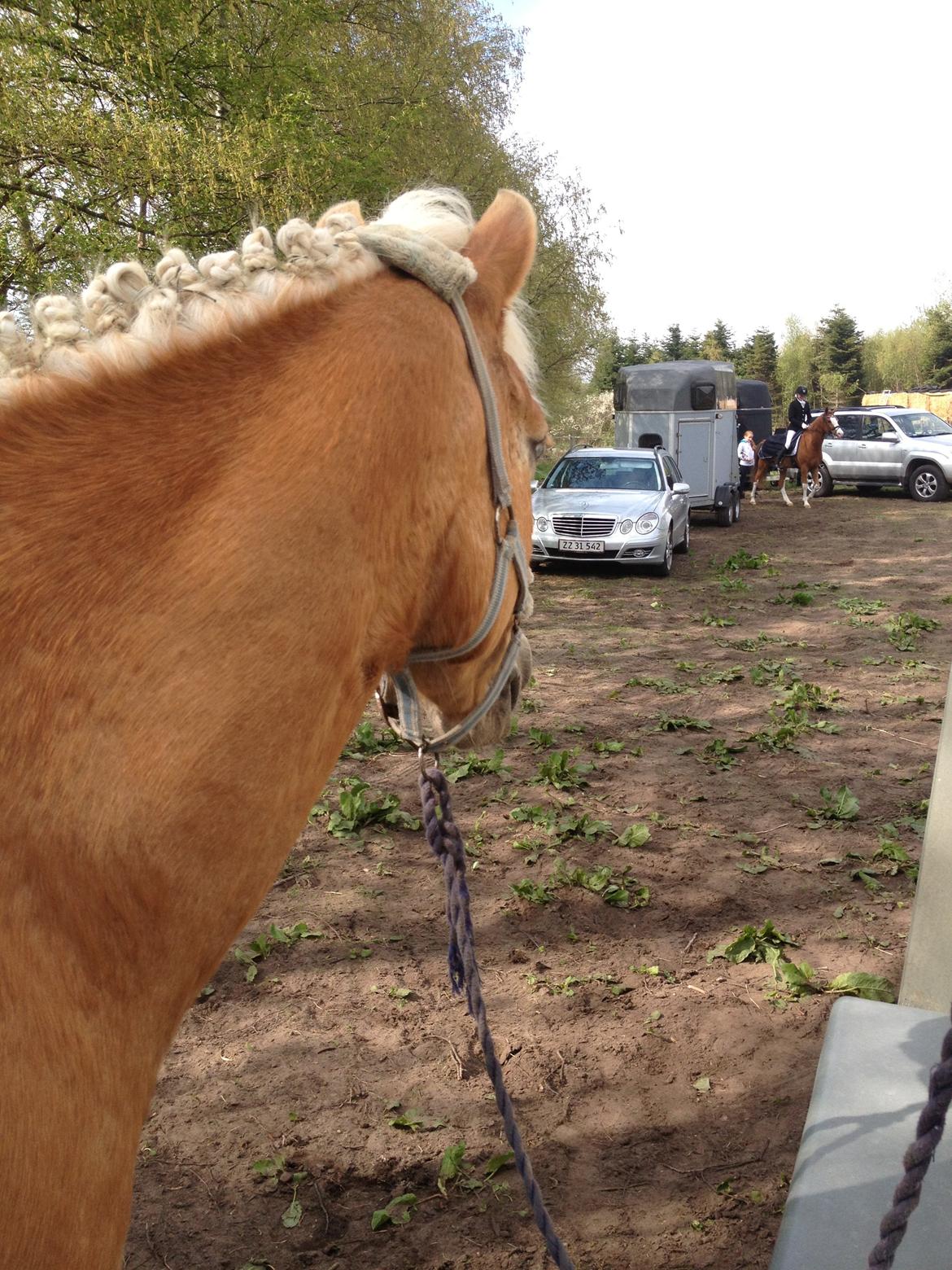 Haflinger Linea billede 13