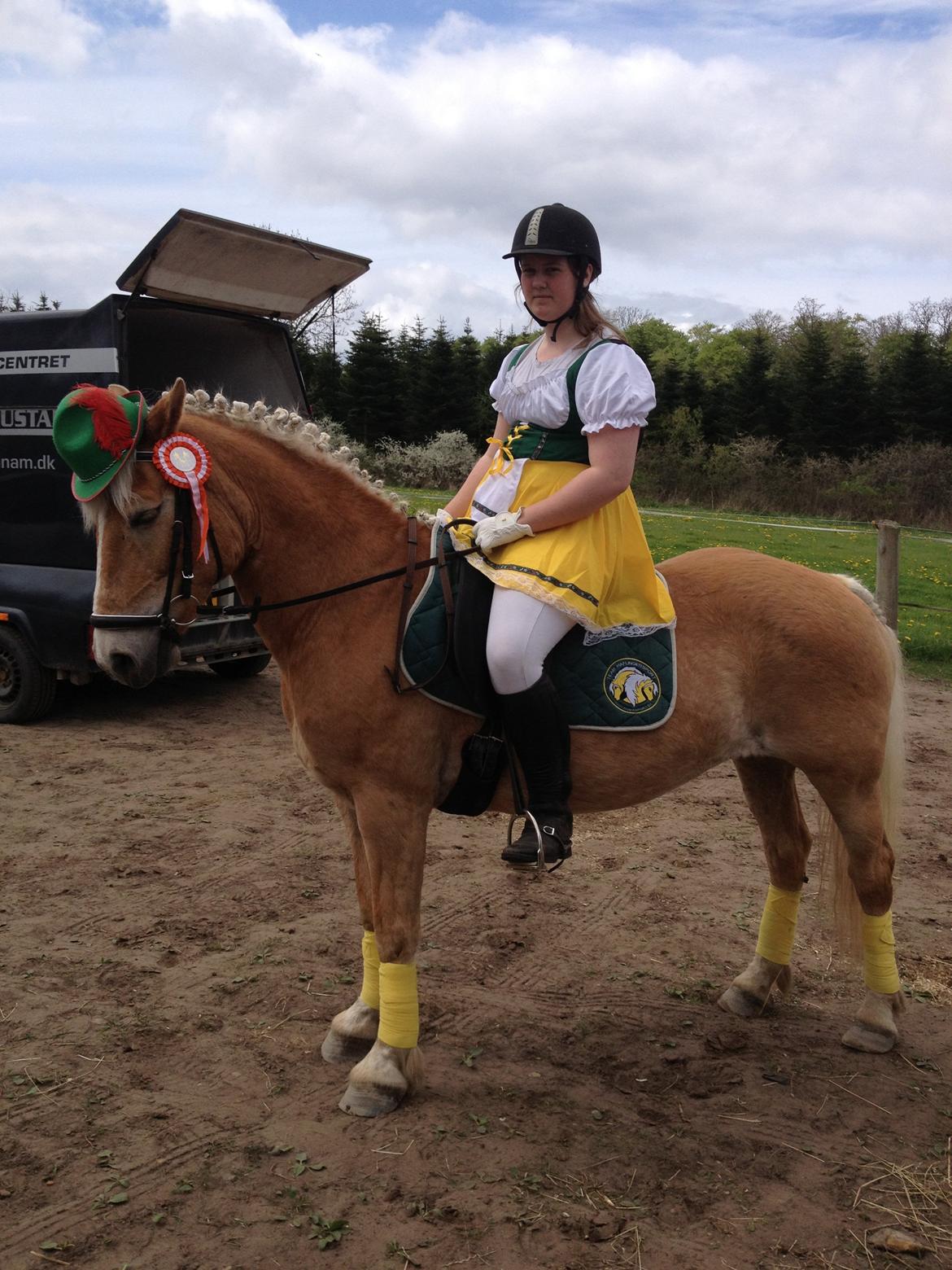 Haflinger Linea billede 14