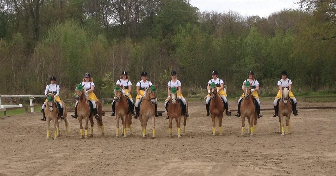 Haflinger Linea billede 15