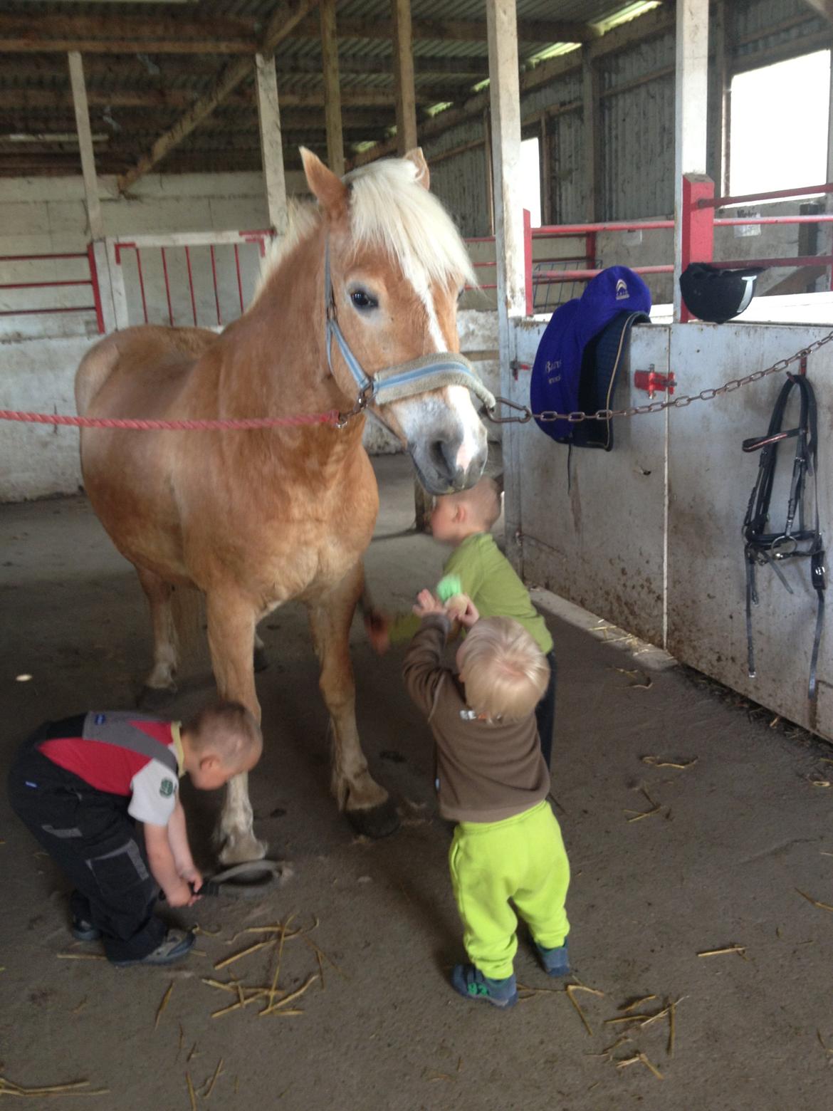 Haflinger Linea billede 16