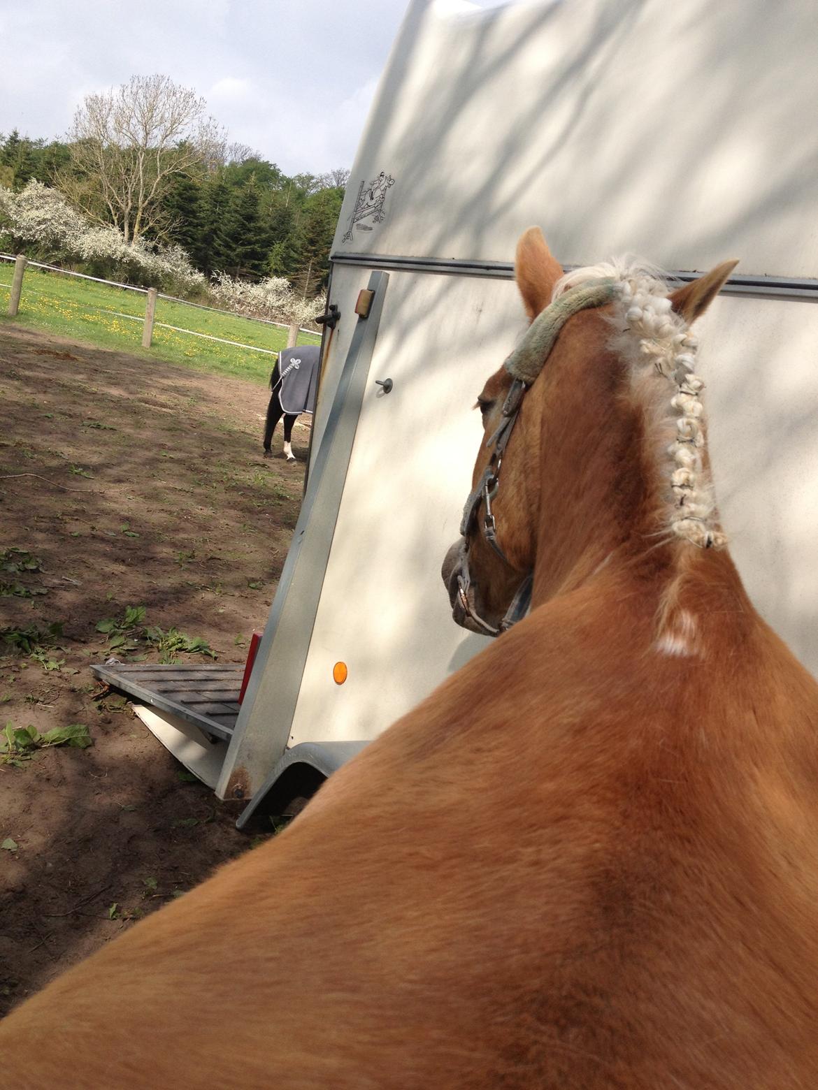 Haflinger Linea billede 17