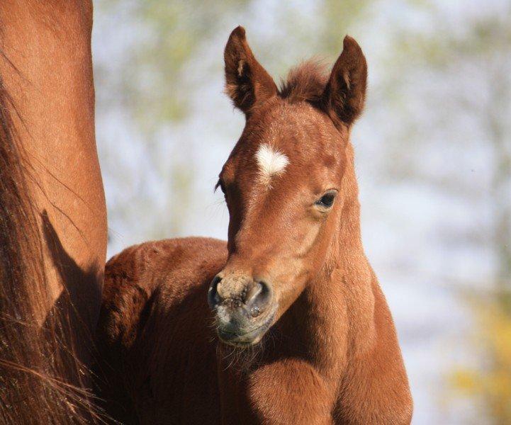 Arabisk fuldblod (OX) Taleb Zameel Ibn Finally SOLGT ! billede 15