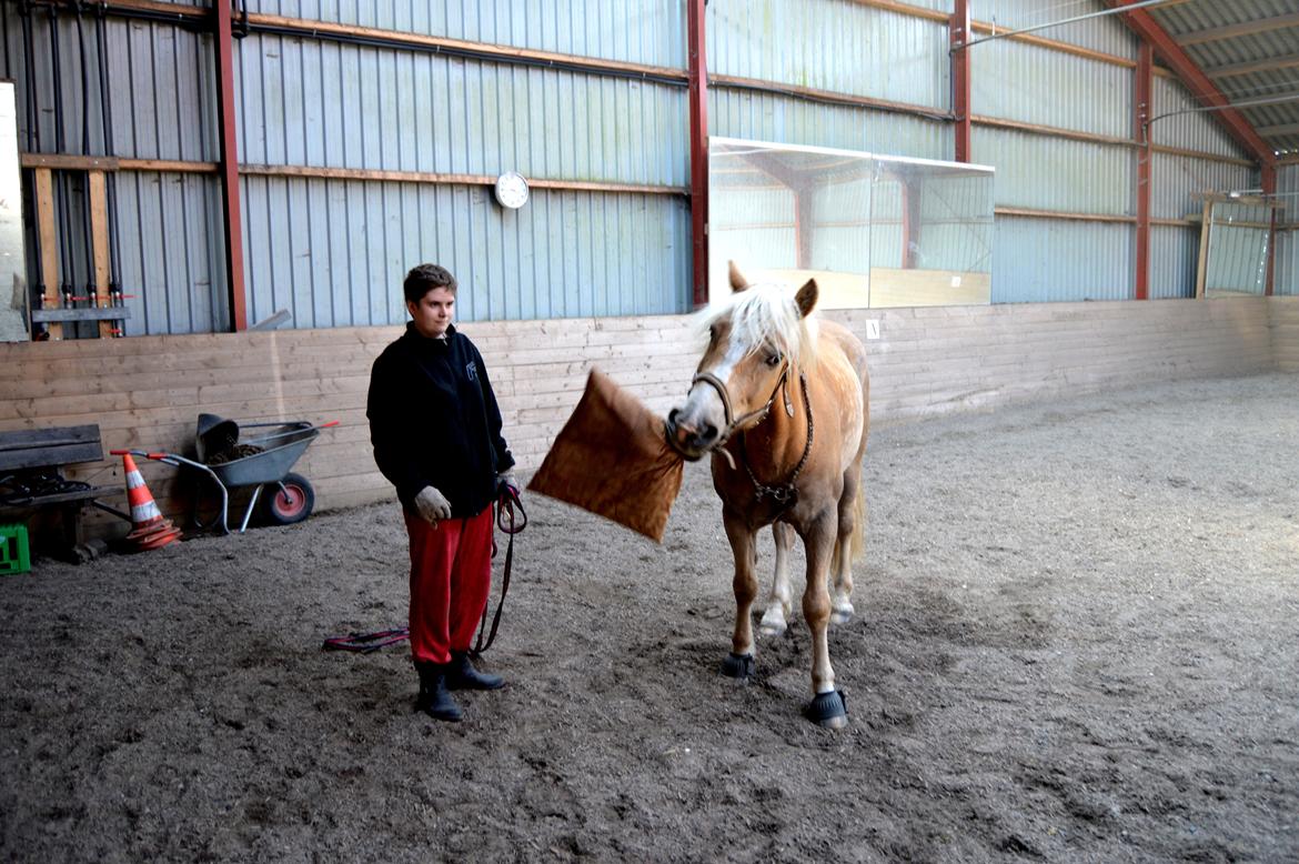 Haflinger Rico mit problembarn! R.I.I :,( !!!! - 8. 
Trick: tag pude og kast den! billede 8