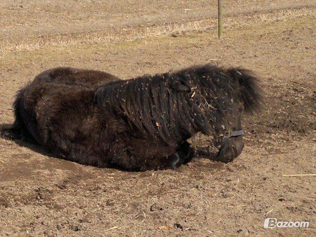 Shetlænder Robin<3 - Du er det bedste! <3 billede 17