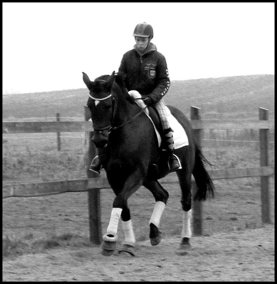 Dansk Varmblod Cecilia billede 18