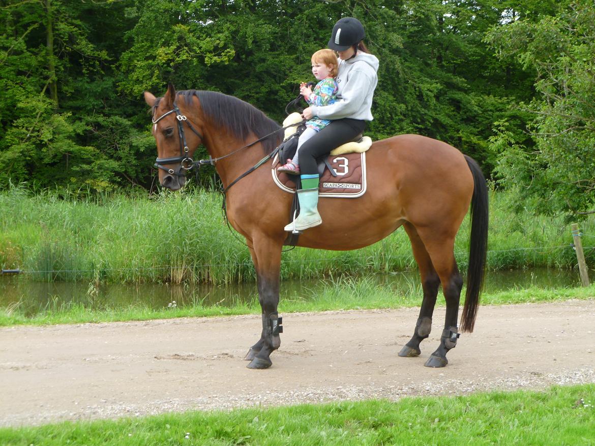 Dansk Varmblod Cecilia billede 19