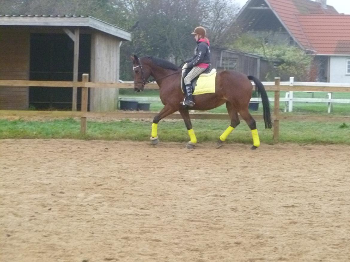 Dansk Varmblod Cecilia billede 20