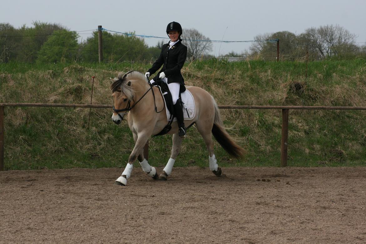 Fjordhest Højgaards Induc - Birkens Kr. Himmelfartsstævne 10-12/5 2013 :-) billede 14