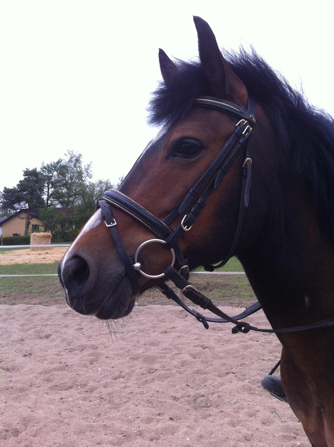 New Forest Elmholts Elina billede 17