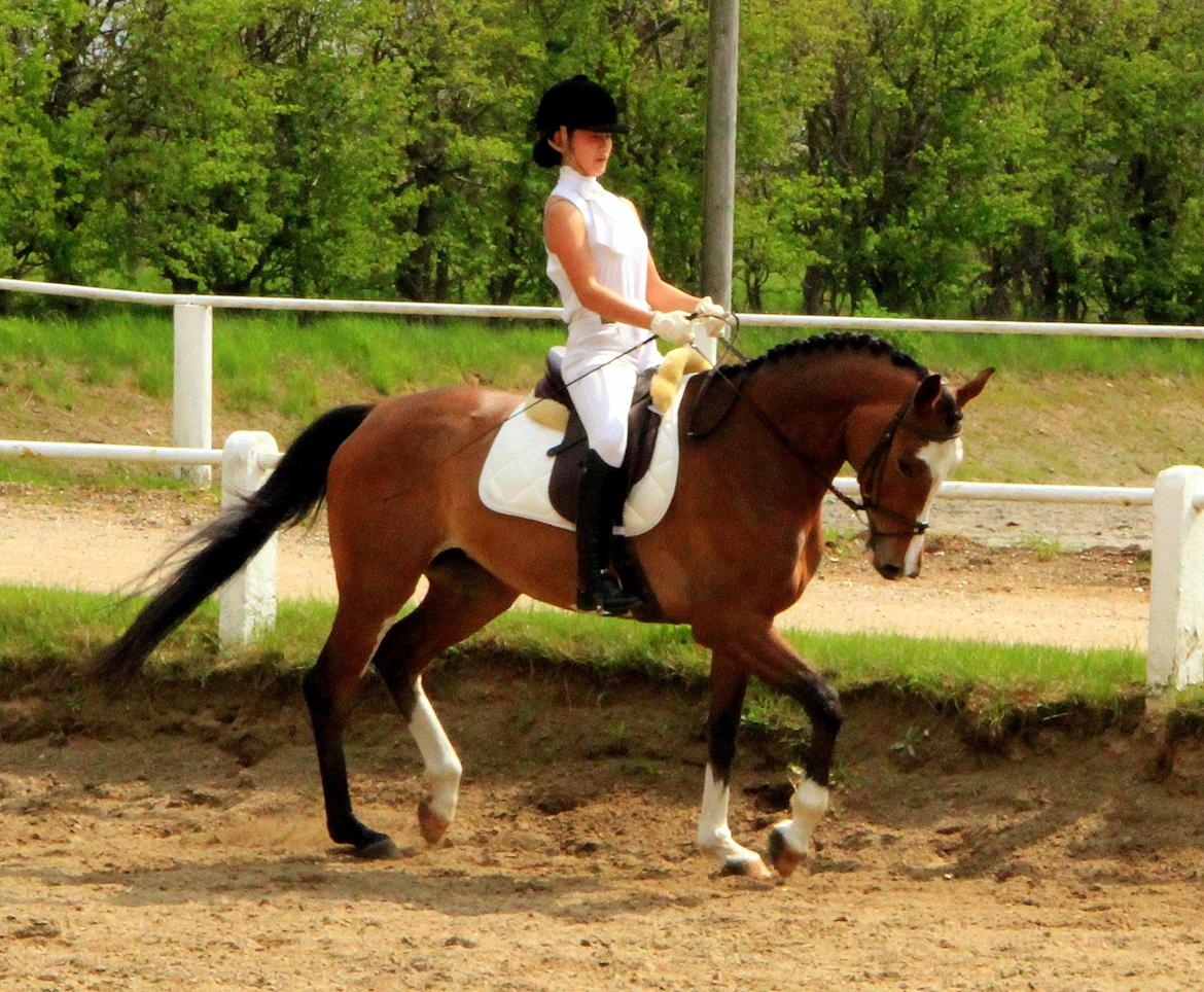 Trakehner Philippa billede 12