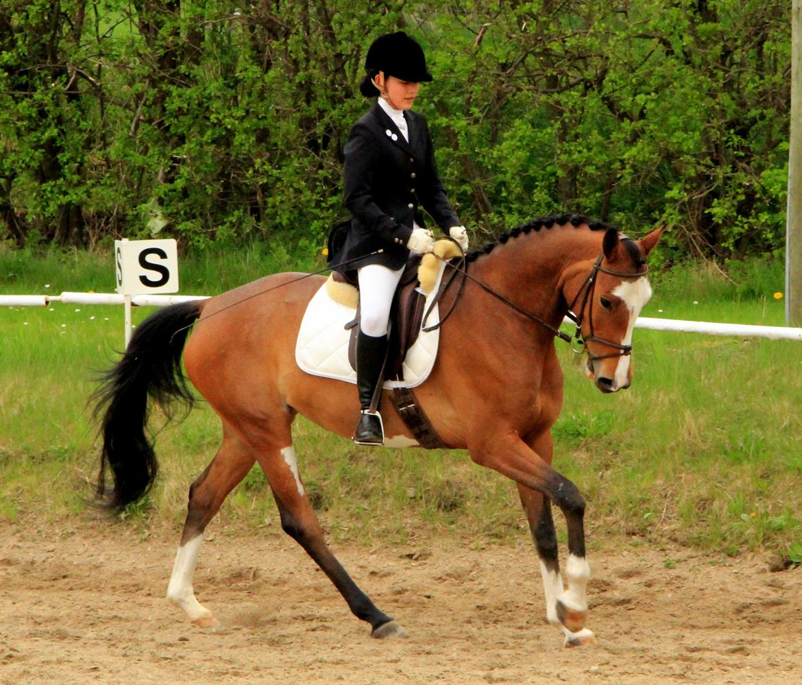 Trakehner Philippa billede 5