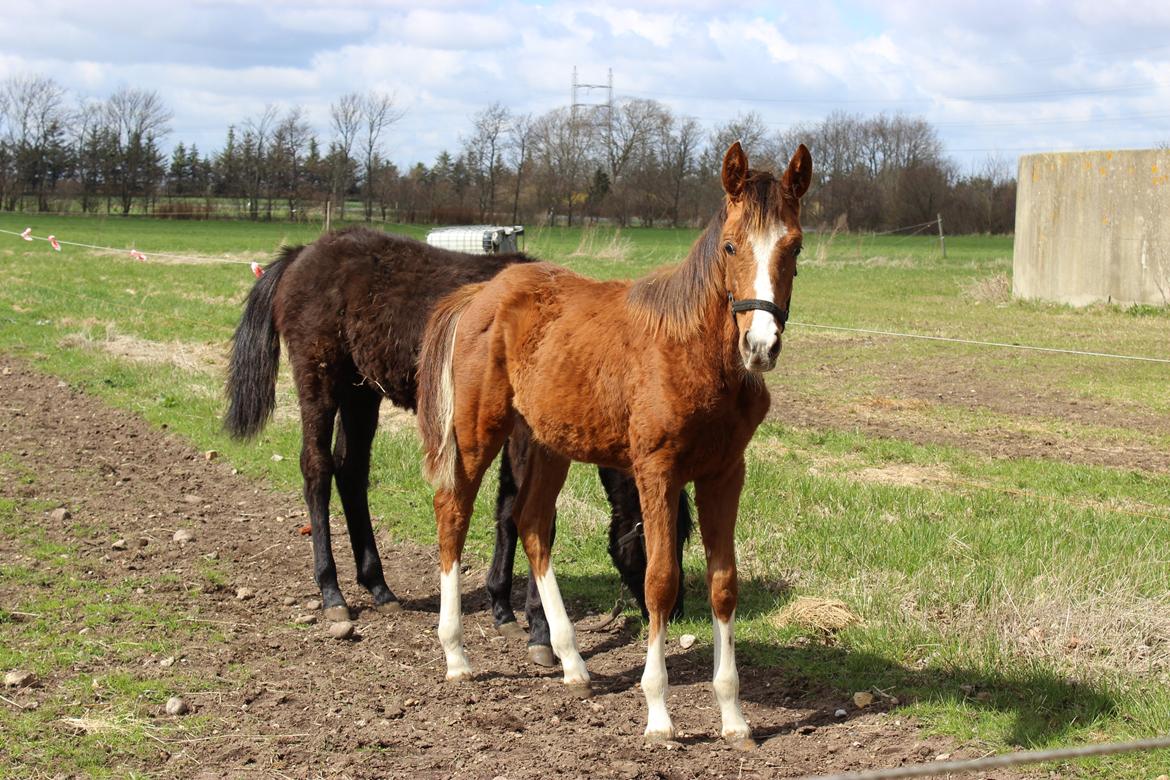 Dansk Varmblod Imhoff's Foxy Lady †23.05.2013† billede 4