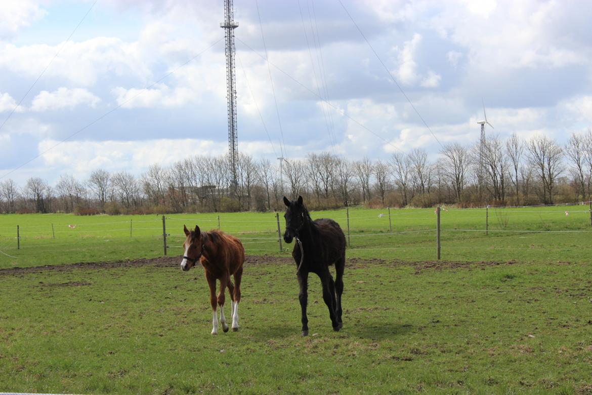 Dansk Varmblod Imhoff's Foxy Lady †23.05.2013† billede 5