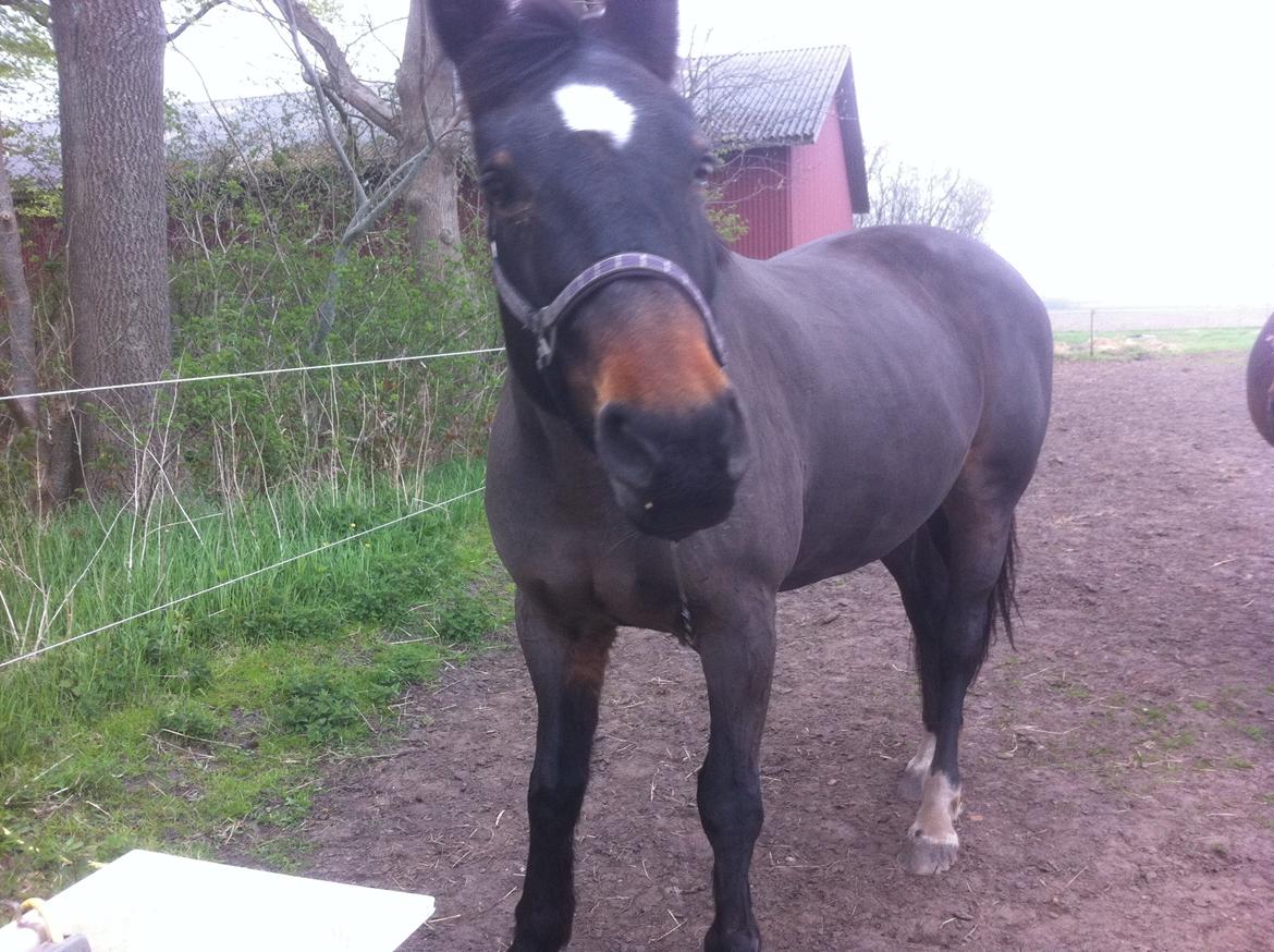 Oldenborg Amanda billede 10