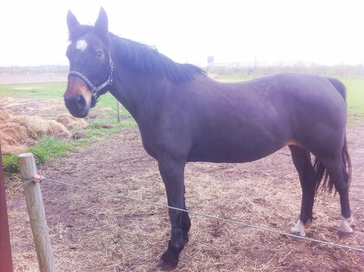 Oldenborg Amanda billede 11