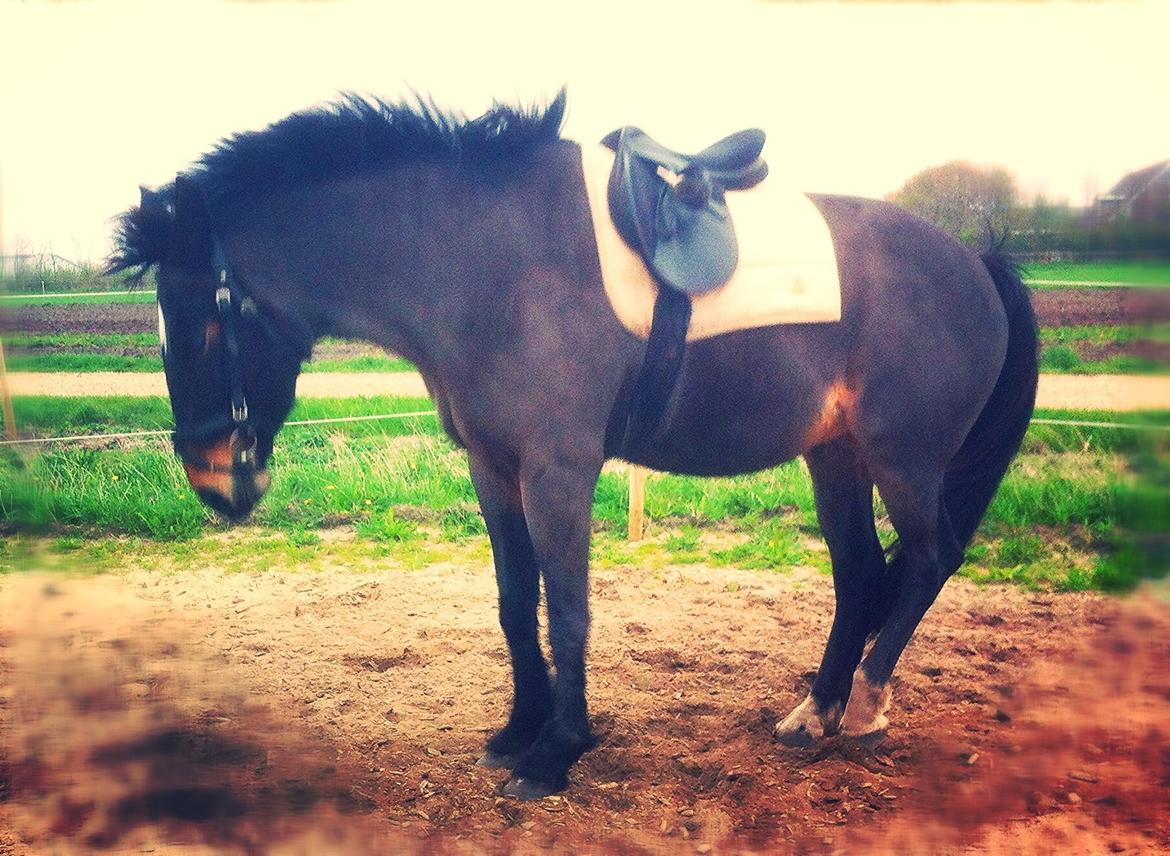 Oldenborg Amanda billede 13