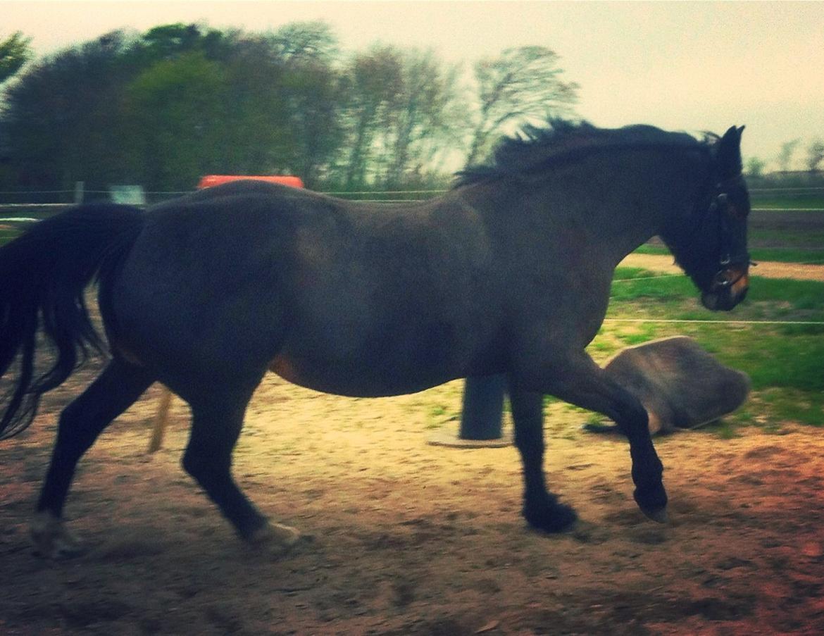 Oldenborg Amanda billede 14