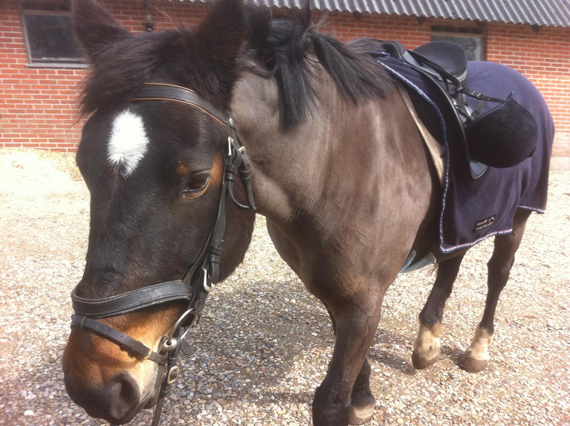 Oldenborg Amanda billede 16