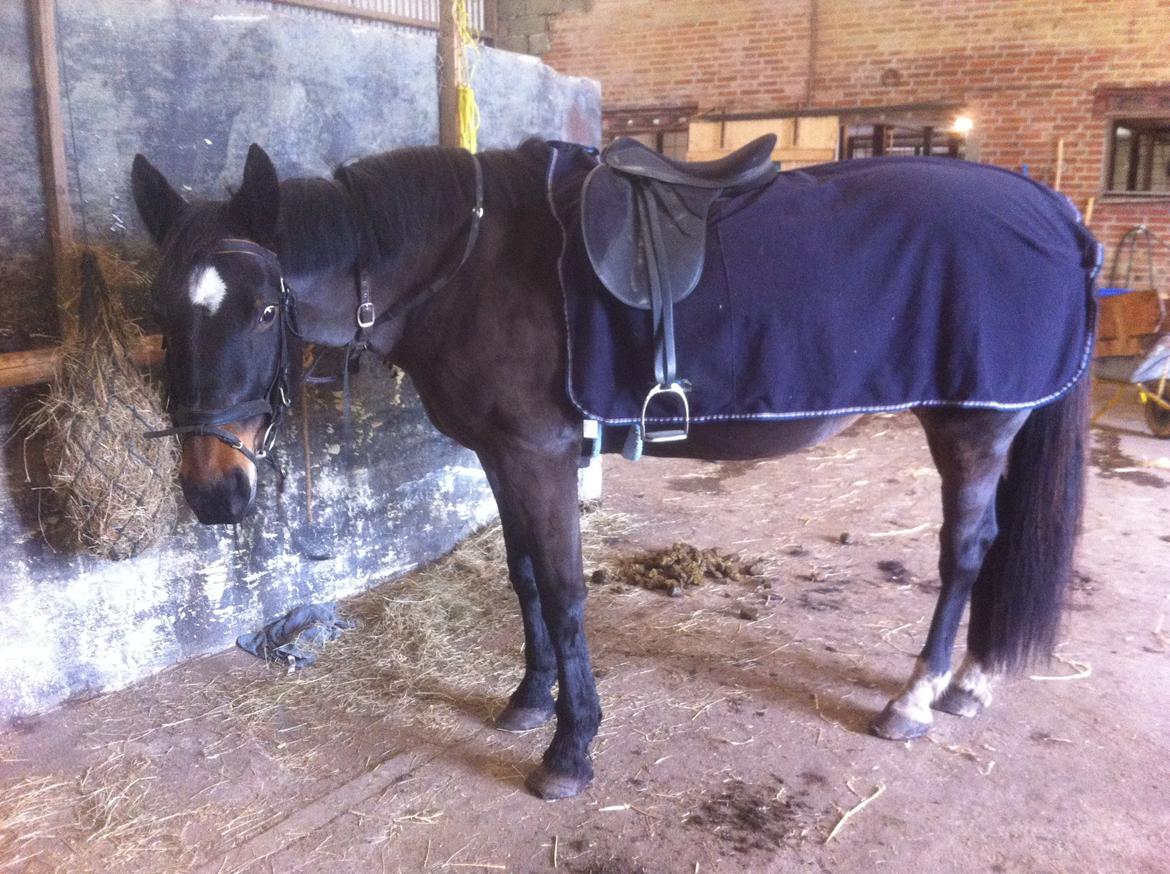 Oldenborg Amanda billede 17