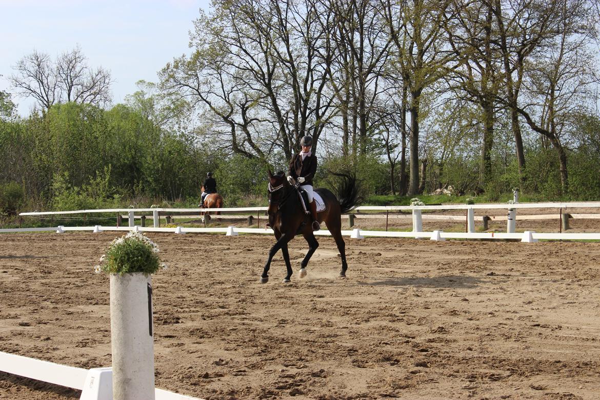 Dansk Varmblod Sandro billede 12