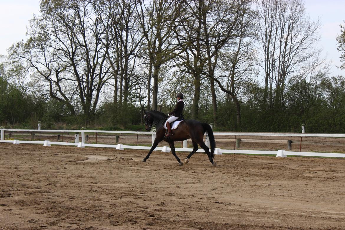 Dansk Varmblod Sandro billede 10