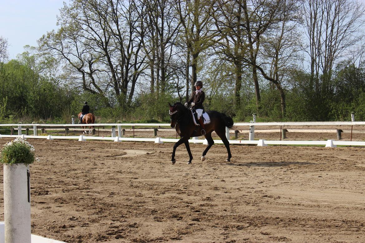 Dansk Varmblod Sandro billede 8