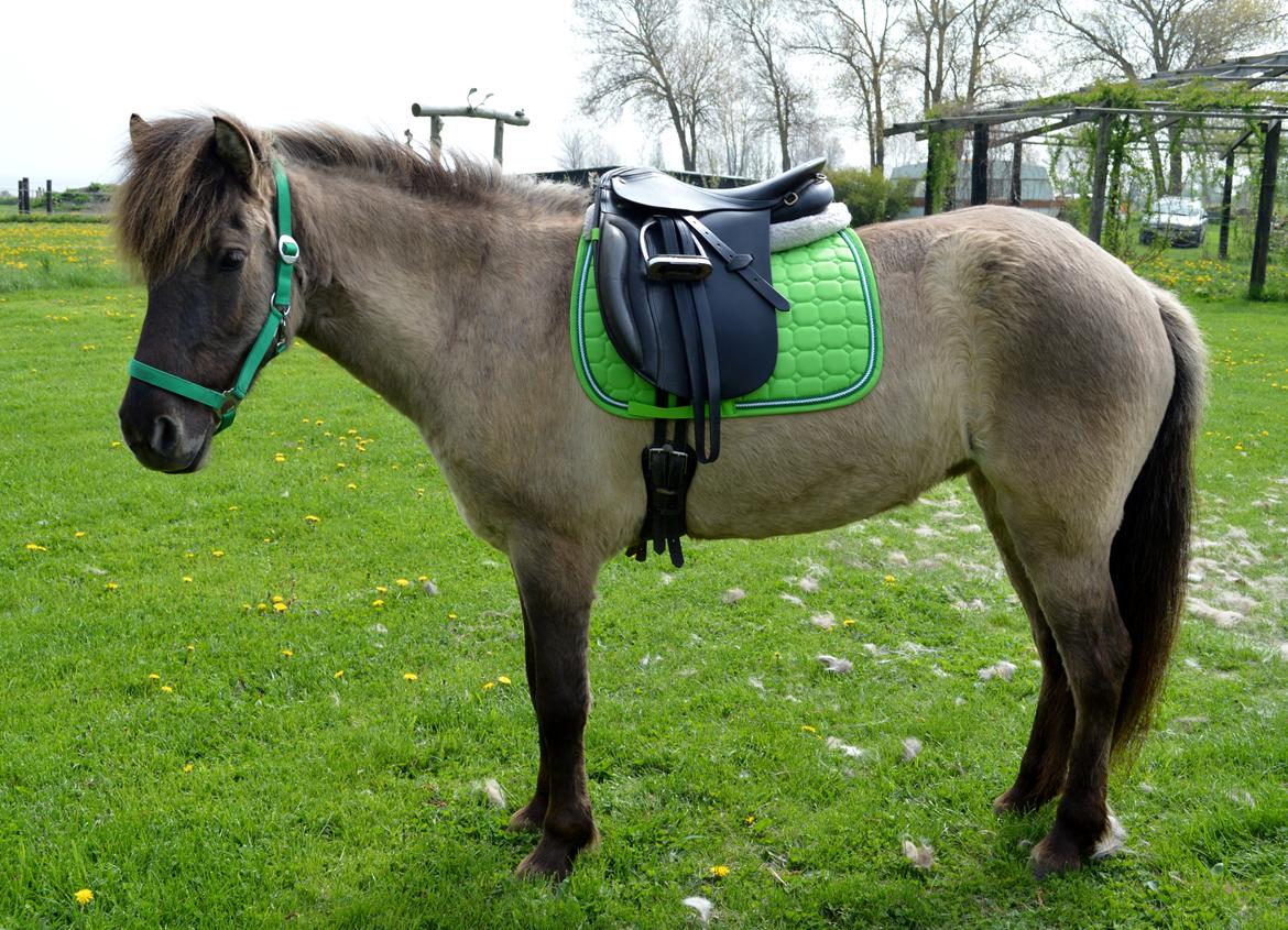 Islænder Fönn fra Ærø billede 9