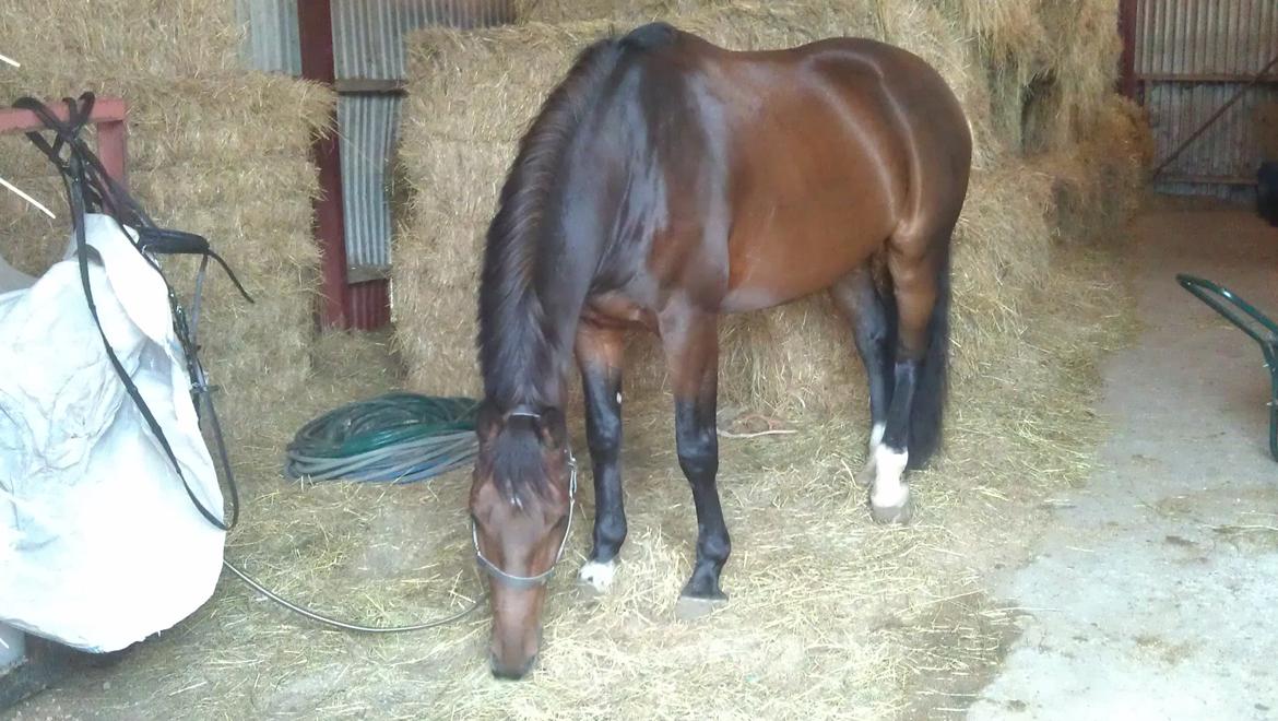 Holstener Mailunds Calua billede 15