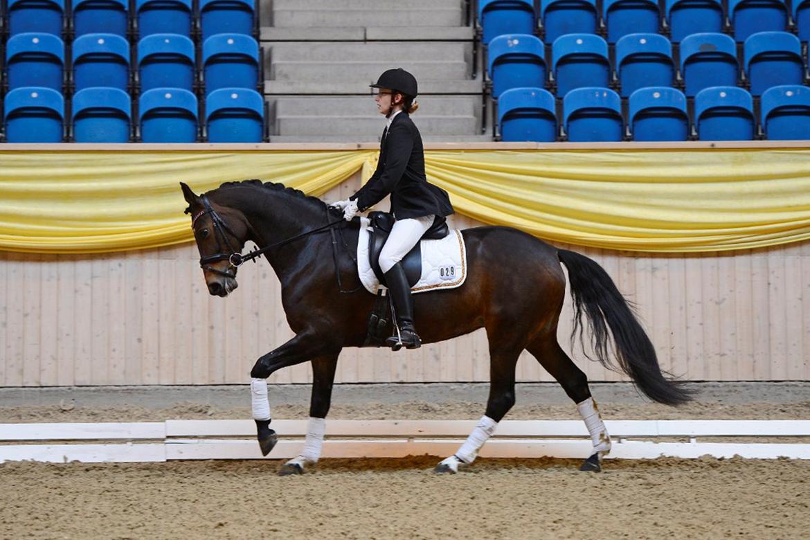 Dansk Varmblod Vesterdams Donorika (Denorika) - DYD - Vilhelmsborg - La1 til 68,5 % (Foto: Wiegaarden) billede 17