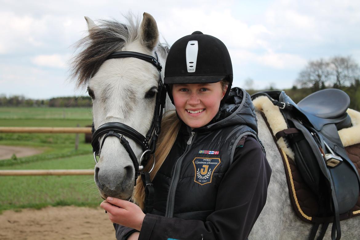 Welsh Pony (sec B) Låddenhøjs Toby billede 9