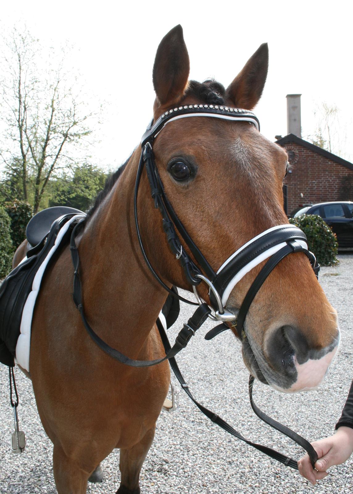 Tysk Sportspony Lienes - Den smukke til min konfi billede 12