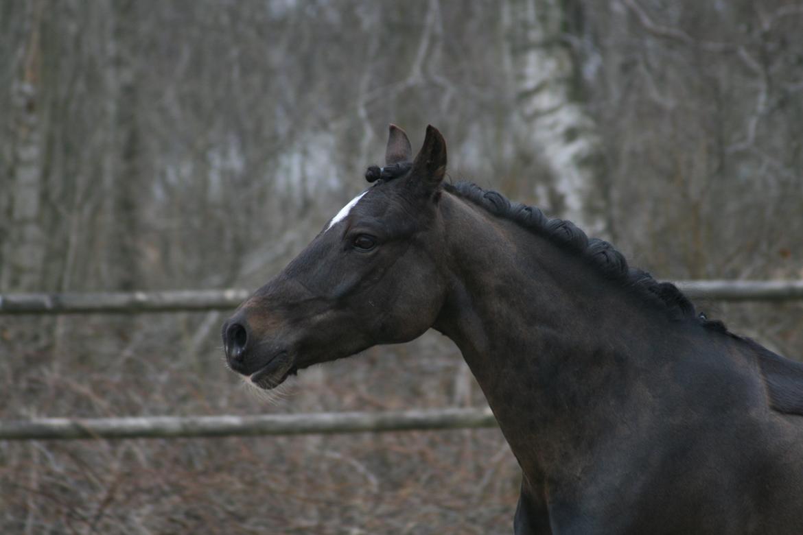Welsh Pony af Cob-type (sec C) West Side Billy Boy - SMIL :D billede 10