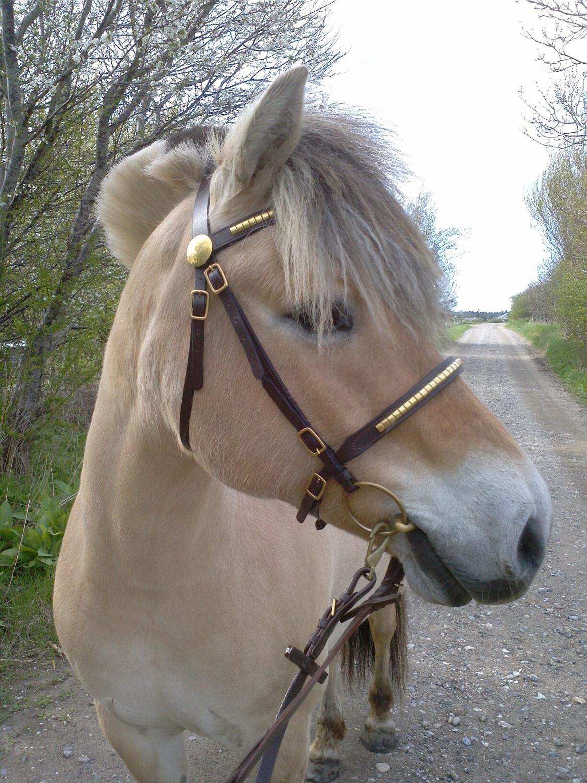 Fjordhest KIRSTINE VÅRBY - 13/5 2013 billede 9