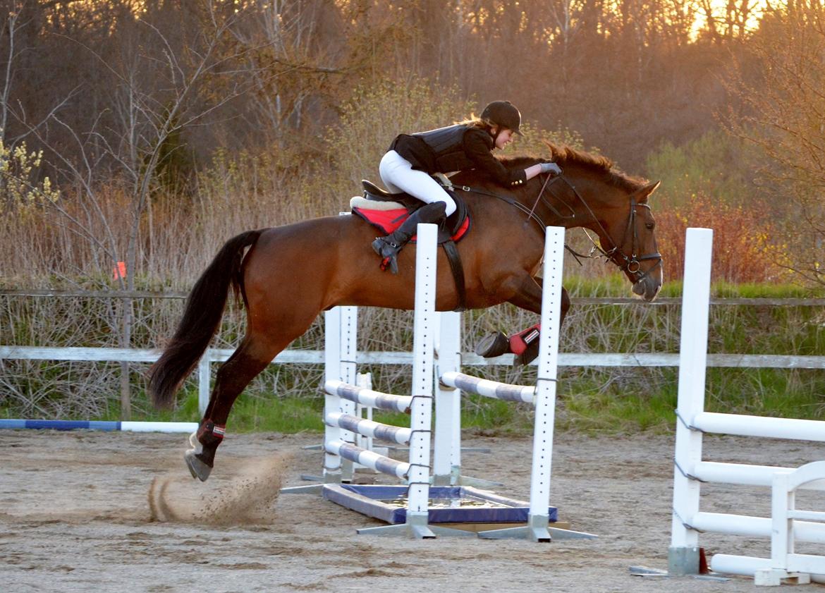 Oldenborg • Malibu af Toftelundgaard • - Maarum 01.05.13 LD(90 cm) fejlfri billede 7