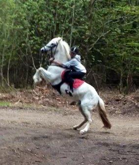 Welsh Pony (sec B) Lyngvejens Eliza - Lidt vild i skoven! :D billede 17