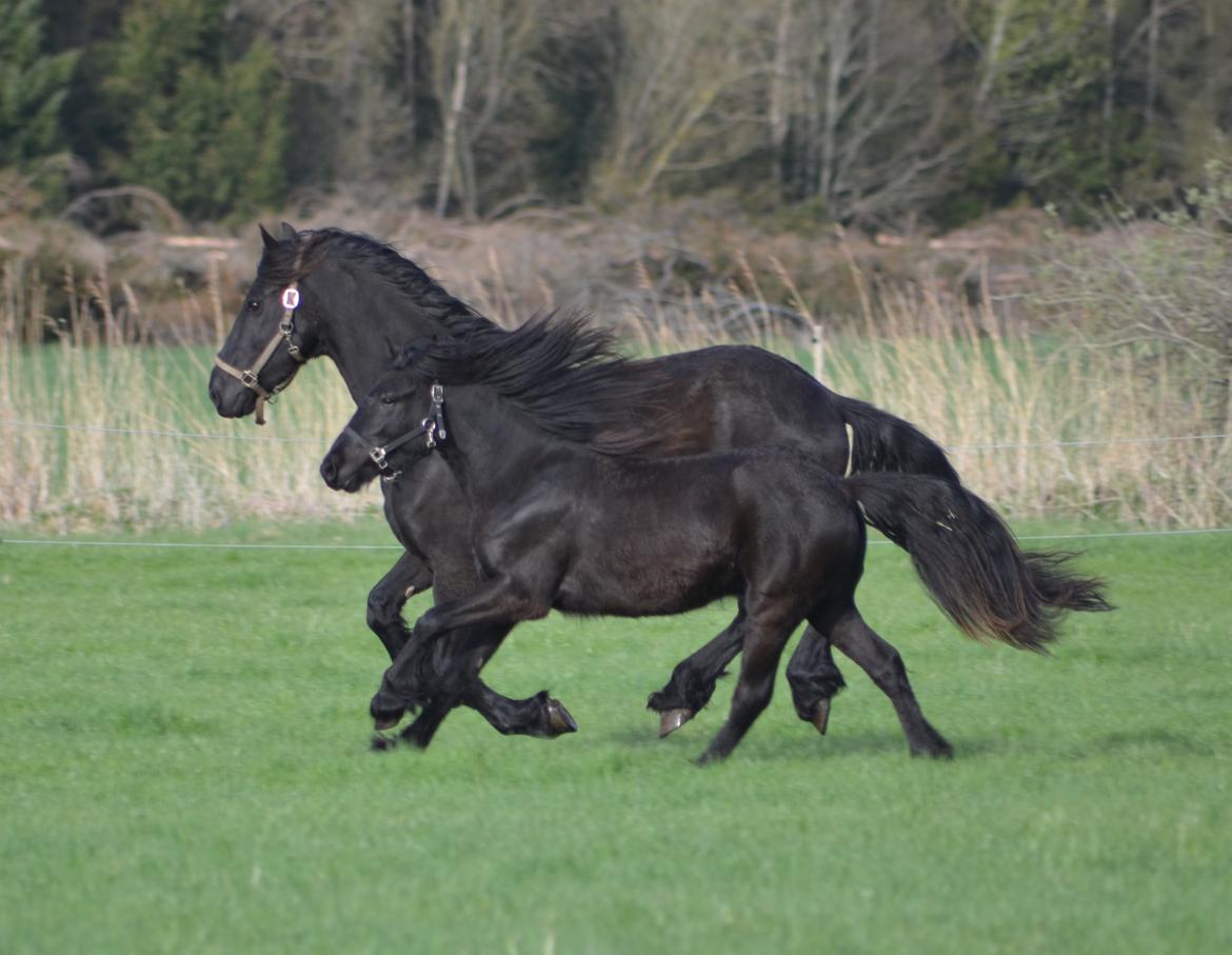 Fell pony Strandgaardens Black Jack - Jack løber om kap med "storebror" Falle på den nye sommerfold, maj 2013 billede 15