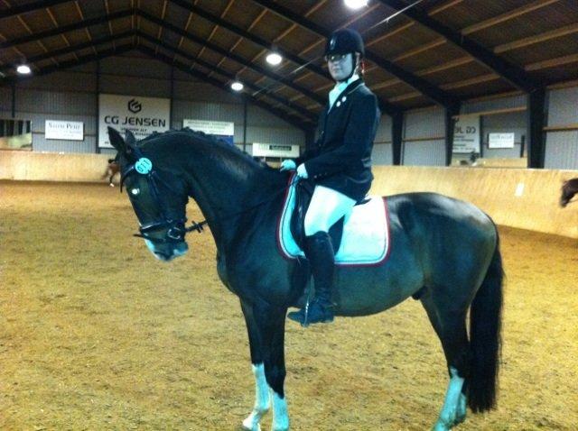 Polsk Varmblod Igen - Stævne HDR billede 14