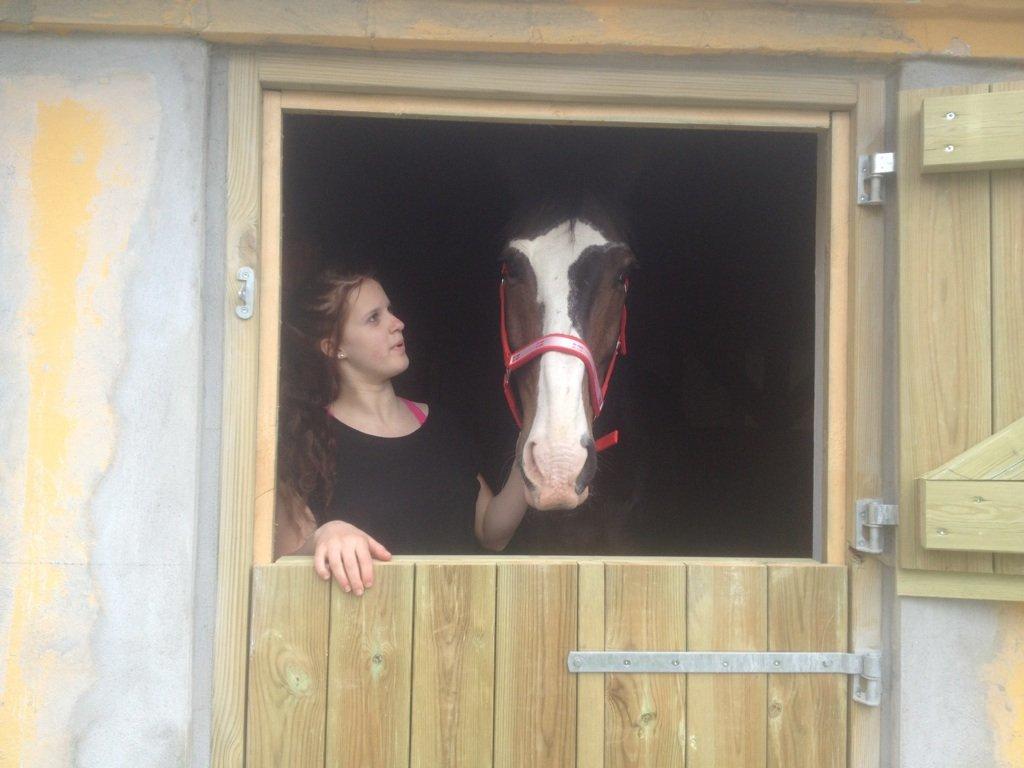Polsk Varmblod Igen - Agent i sin boks hos sin nye ejer Liv Mikkelsen billede 20